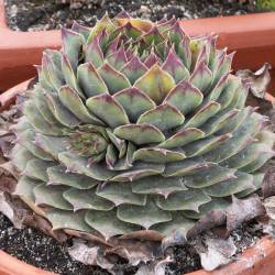 Sempervivum - Dachwurz - Hauswurz